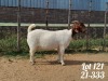 1X BOER GOAT STUD DOE DANKBAAR BOERDERY