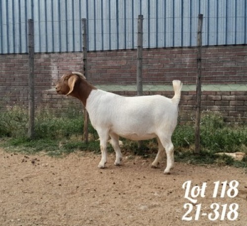 1X BOER GOAT FLCOK DOE DANKBAAR BOERDERY