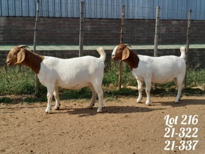 2X BOER GOAT FLOCK/STUD DOE DANKBAAR BOERDERY (Pay per animal)