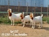 1+2X BOER GOAT FLOCK DOE DANKBAAR BOERDERY