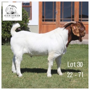 1X BOER GOAT FLOCK BUCK DIENIE DOUW