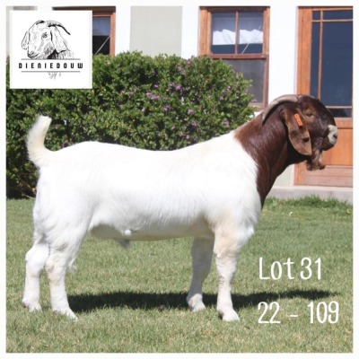 1X BOER GOAT FLOCK BUCK DIENIE DOUW