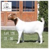 1X BOER GOAT STUD DOE DIENIE DOUW