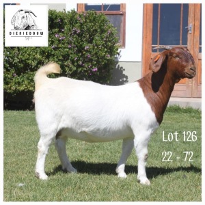 1X BOER GOAT FLOCK DOE DIENIE DOUW