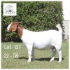 1X BOER GOAT STUD DOE DIENIE DOUW