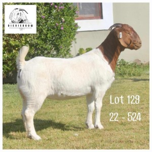 1X BOER GOAT FLOCK DOE DIENIE DOUW