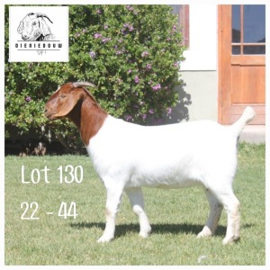 1X BOER GOAT STUD DOE DIENIE DOUW