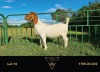 1X BOER GOAT FLOCK DOE ERIK MEYER BOERBOK STOET