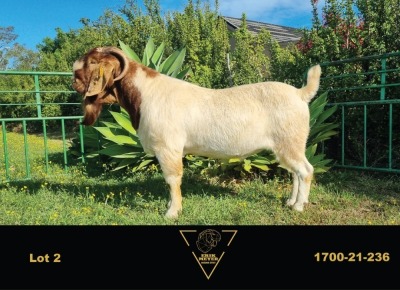 1X BOER GOAT FLOCK BUCK ERIK MEYER BOERBOK STOET