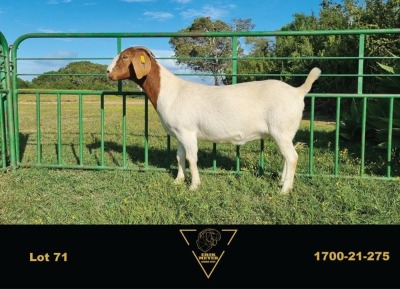 1X BOER GOAT STUD DOE ERIK MEYER BOERBOK STOET