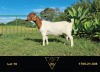 1X BOER GOAT FLOCK DOE ERIK MEYER BOERBOK STOET