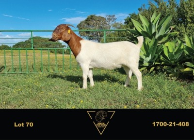 1X BOER GOAT FLOCK DOE ERIK MEYER BOERBOK STOET