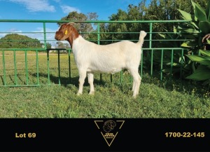 1X BOER GOAT FLOCK DOE ERIK MEYER BOERBOK STOET