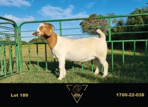 1X BOER GOAT STUD DOE ERIK MEYER BOERBOK STOET