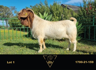 1X BOER GOAT FLOCK BUCK ERIK MEYER BOERBOK STOET