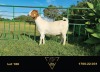 1X BOER GOAT FLOCK DOE ERIK MEYER BOERBOK STOET