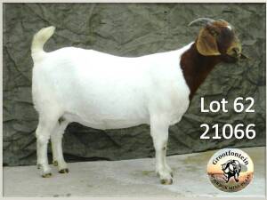 1X BOER GOAT STUD DOE GROOTFONTEIN BOERBOK MINI PLAAS