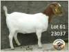 1X BOER GOAT FLOCK DOE GROOTFONTEIN BOERBOK MINI PLAAS