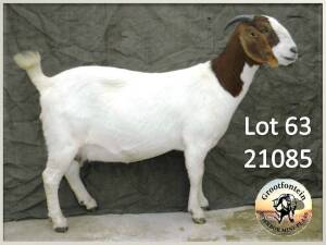 1X BOER GOAT FLOCK DOE GROOTFONTEIN BOERBOK MINI PLAAS