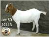 1X BOER GOAT FLOCK DOE GROOTFONTEIN BOERBOK MINI PLAAS