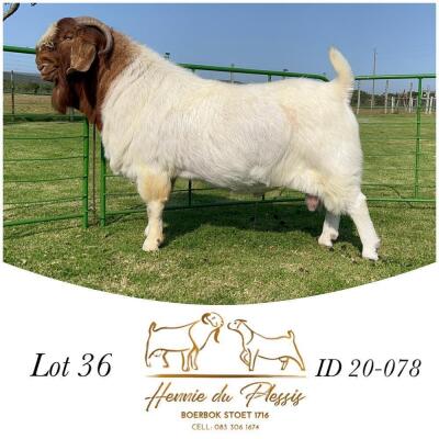 1X BOER GOAT BUCK HENNIE DU PLESSIS BOERBOK STOET