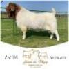 1X BOER GOAT BUCK HENNIE DU PLESSIS BOERBOK STOET