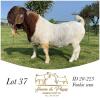 1X BOER GOAT FLOCK BUCK HENNIE DU PLESSIS BOERBOK STOET