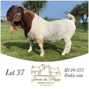 1X BOER GOAT FLOCK BUCK HENNIE DU PLESSIS BOERBOK STOET