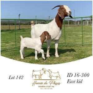 1+1X BOER GOAT FLOCK DOE HENNIE DU PLESSIS BOERBOK STOET