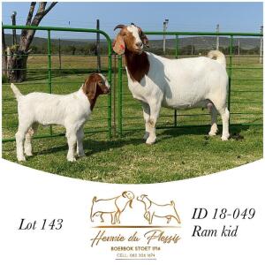 1+1X BOER GOAT STUD DOE HENNIE DU PLESSIS BOERBOK STOET