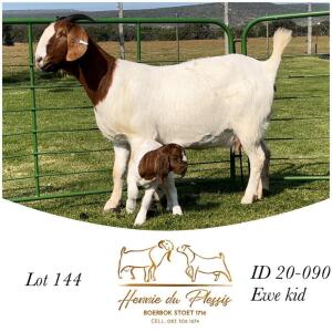 1+1X BOER GOAT STUD DOE HENNIE DU PLESSIS BOERBOK STOET