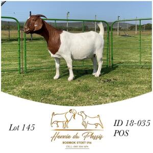 1X BOER GOAT STUD DOE HENNIE DU PLESSIS BOERBOK STOET