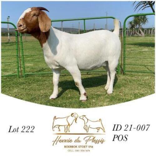 1X BOER GOAT FLOCK DOE HENNIE DU PLESSIS BOERBOK STOET