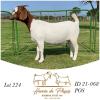 1X BOER GOAT DOE HENNIE DU PLESSIS BOERBOK STOET