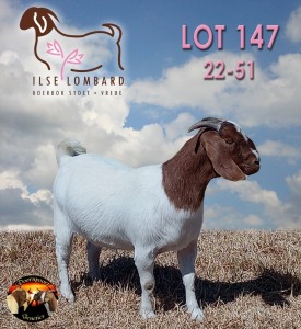 1X BOER GOAT FLOCK DOE ILSE LOMBARD BOERBOK STOET