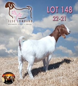 1X BOER GOAT FLOC DOE ILSE LOMBARD BOERBOK STOET