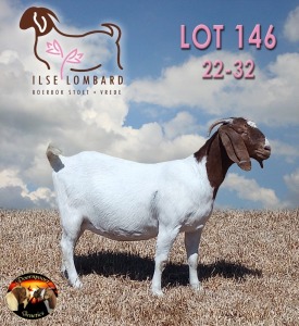 1X BOER GOAT DOE ILSE LOMBARD BOERBOK STOET