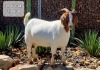 1X BOER GOAT FLOCK DOE KINGWILL BOERDERY