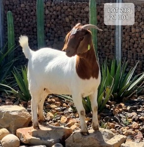 1X BOER GOAT DOE KINGWILL BOERDERY