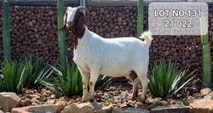 1X BOER GOAT FLOCK DOE KINGWILL BOERDERY