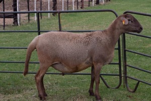 1X OOI/EWE B3 Genetics - Charles Freeme - 074 207 0007 (Highest Bidder may choose A, B or C of Lot round or take all - Pay per piece. Choice once per Lot round, Rest to take all)