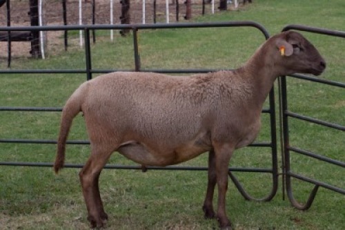 1X OOI/EWE B3 Genetics - Charles Freeme - 074 207 0007 (Highest Bidder may choose A, B or C of Lot round or take all - Pay per piece. Choice once per Lot round, Rest to take all)