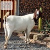 1X BOER GOAT STUD DOE KINGWILL BOERDERY