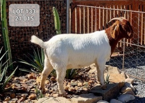 1X BOER GOAT FLOCK DOE KINGWILL BOERDERY