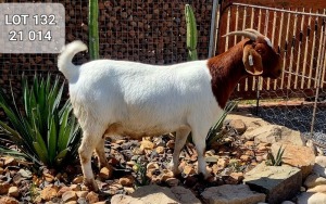 1X BOER GOAT FLOCK DOE KINGWILL BOERDERY