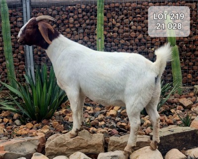 1X BOER GOAT DOE KINGWILL BOERDERY