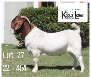 1X BOER GOAT FLOCK BUCK KOBUS LOTTER & SEUNS