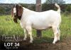 1X BOER GOAT STUD BUCK ELIZNA NEL BOERBOKSTOET