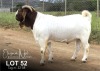 1X BOER GOAT FLOCK BUCK ELIZNA NEL BOERBOKSTOET