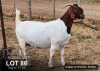 1X BOER GOAT FLOCK DOE ELIZNA NEL BOERBOKSTOET